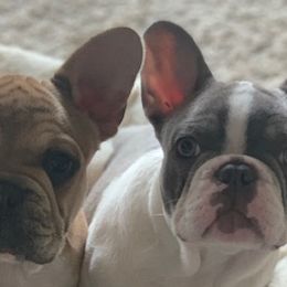 French Bulldogs from Love My Crazy Frenchies