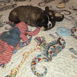 Saint Bernard Puppies from Cincinnati St. Bernards