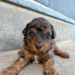 Nutmeg - Merle female Goldendoodle puppy in Brooksville, Florida from Spring Prairie Doodles