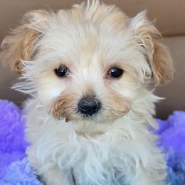 Pixie - Sable female Yorkipoo puppy in Lebanon, Kentucky from Mosaic Merle Doodles