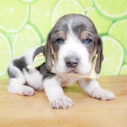 Duke - Blue tan and white male Basset Hound puppy in Antlers, Oklahoma from Rocking H