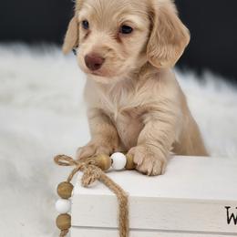 Ruby - Cream female Dachshund puppy in Smallett, Missouri from Doxie Holler