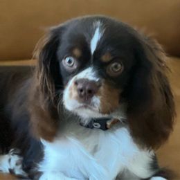 Ruger - Cavalier King Charles Spaniel