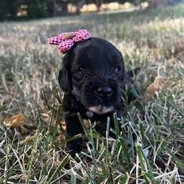 Cavapoo, Cockapoo, Goldendoodle, and Maltipoo Puppies from Perdue Puppies