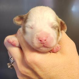 Red merle boy 1 - Red merle male Toy Australian Shepherd puppy in Hampton, Tennessee from TC Farms Stock Dogs - Miniature Australian Shepherds