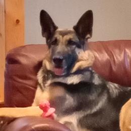 German Shepherds from duke akc shepherds