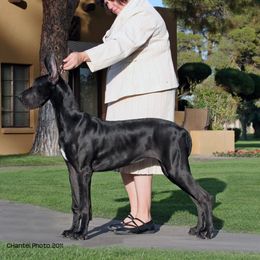 Great Dane Puppies from Dunn Right Ranch