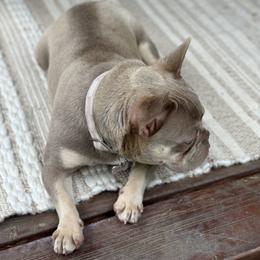 French Bulldog All Grown Up from Black Diamond Frenchies