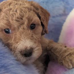 Goldendoodles and Golden Retrievers from Top Gun Golden Retrievers