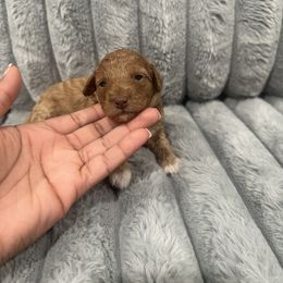 Daisy - Apricot female Poodle puppy in Matteson, Illinois from Chitownpupz