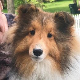 Collies and Shetland Sheepdogs from Rohde Collies & Shetland Sheepdogs