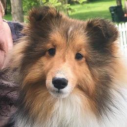Collies and Shetland Sheepdogs from Rohde Collies & Shetland Sheepdogs