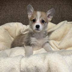 Little Pippa - Sable female Pembroke Welsh Corgi puppy in Urbana, Ohio from Edgewood Farm and Kennel