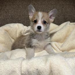 Little Pippa - Sable female Pembroke Welsh Corgi puppy in Urbana, Ohio from Edgewood Farm and Kennel