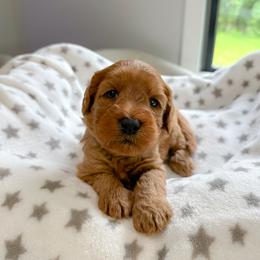 Pink girl - Apricot female Australian Labradoodle puppy in Chelsea, Michigan from Michigan Labradoodles