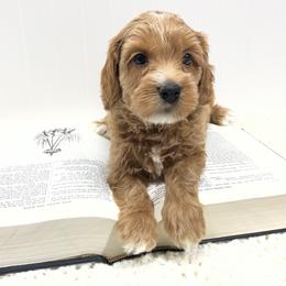 Winston - Caramel male Australian Labradoodle puppy in Avon, Indiana from Forever Friends Labradoodles