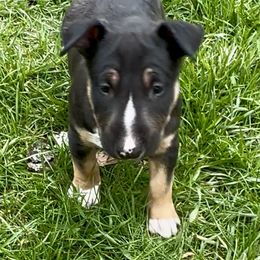 Bull Terrier Puppies from Lynn Hill Bull Terriers