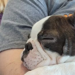 Boston Terrier Puppies from Big Sky Bostons