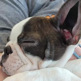 Boston Terrier Puppies from Big Sky Bostons