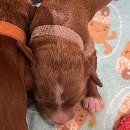 Gray collar girl - Apricot female Goldendoodle puppy in Fairfield, California from Twin Sisters Doodles
