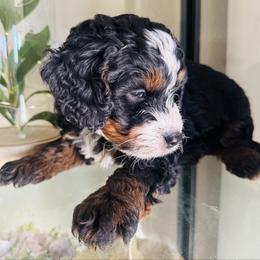 Harrison - Tri-color male Bernedoodle puppy in Saint Francis, Kansas from Land of Oz Doodles