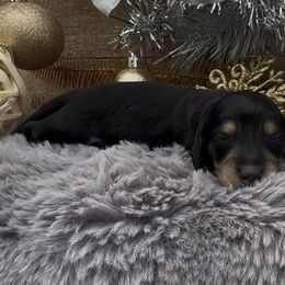 Mouse - Black and cream male Dachshund puppy in Desloge, Missouri from Snows Doxies