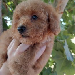 Poodle Puppies from Taya's Teddy Bear Toy Poodles