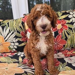 Clyde - Red  male Goldendoodle puppy in Fordland, Missouri from K&K's Puppy Kingdom