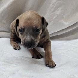Oreo - Fawn male Italian Greyhound puppy in Newalla, Oklahoma from Heartland Iggys