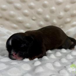 Ike - Red male Shih Tzu puppy in Alice, Texas from Altas Palmas Shih Tzu