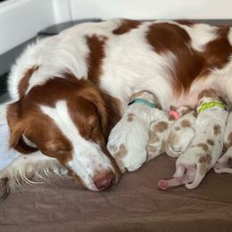 Girl 3 - White and orange female Brittany puppy in Katy, Texas from Jenvy Brittanys
