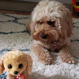 Goldendoodles from Megan O'Neill