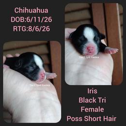 Iris - Black and tan female Chihuahua puppy in Dandridge, Tennessee from The Z Spot Exotics