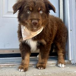 Australian Shepherd and Miniature Australian Shepherd Puppies from Renegade Point Stock Dogs