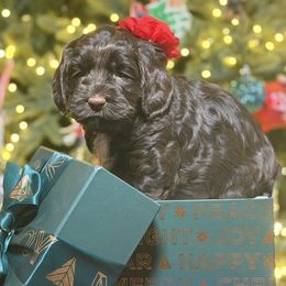 Joy (Hot Pink) - Chocolate female Australian Labradoodle puppy in Citrus Heights, California from Elite Blend Labradoodles
