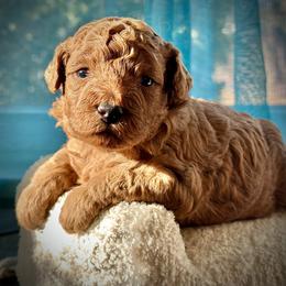 Paprika - Red  female Poodle puppy in Palm Beach County, Florida from Benji’s Cockapoos