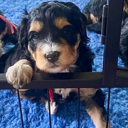 Rose - Tri-color female Bernedoodle puppy in Mount Pleasant, Texas from Hilary’s Doodle Ranch