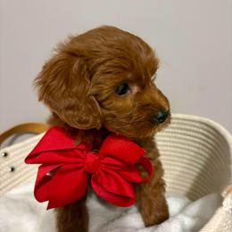 Mario - Red  male Goldendoodle puppy in Dayton, Tennessee from MK Goldendoodles