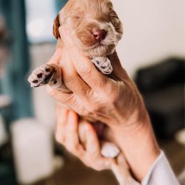Jingle Bell - Apricot female Goldendoodle puppy in Lakeland, Florida from Rolling Oak Doodles
