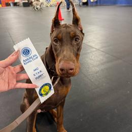Kalani - Doberman Pinscher