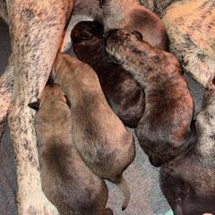 Male 1 - Fawn male Perro de Presa Canario puppy in Houston, Texas from Space City Presas