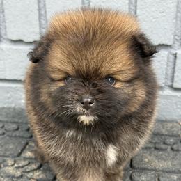Boy 1 - Orange sable male Pomeranian puppy in Newark, Ohio from Keeperofstars Pomeranians