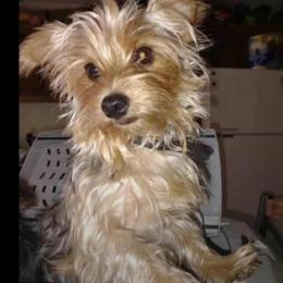 Kiki - Yorkshire Terrier