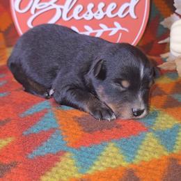 Black Tri Male 2 (Runt) - Black tri-color male Australian Shepherd puppy in Crossville, Alabama from Bluff View Aussies