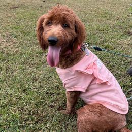 Bailey - Goldendoodle
