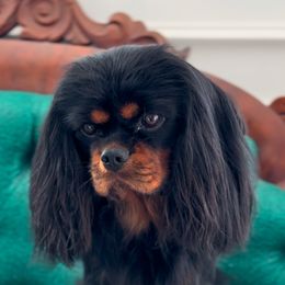 Rocky - Cavalier King Charles Spaniel