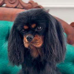Rocky - Cavalier King Charles Spaniel