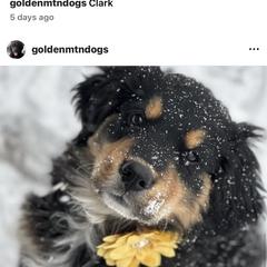 Bernese Mountain Dog, Golden Mountain Dog, and Golden Retriever Puppies from Grateful Bernese & Gage's Goldens
