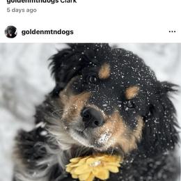 Bernese Mountain Dog, Golden Mountain Dog, and Golden Retriever Puppies from Grateful Bernese & Gage's Goldens