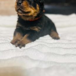 Orange Male - Black and mahogany male Rottweiler puppy in Humble, Texas from Inexorable Haus Early Rotts